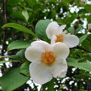 ナツツバキ,お散歩道,今日のお花,木に咲く花の画像