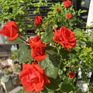 クレマチス,バラ,薔薇テラコッタ,ガーデン,マイガーデンの画像