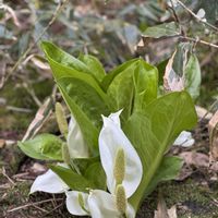 ミズバショウ,ミズバショウの画像