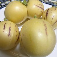 とうもろこし,ペピーノ,夏野菜,GSに感謝。,繋がりに感謝✨の画像