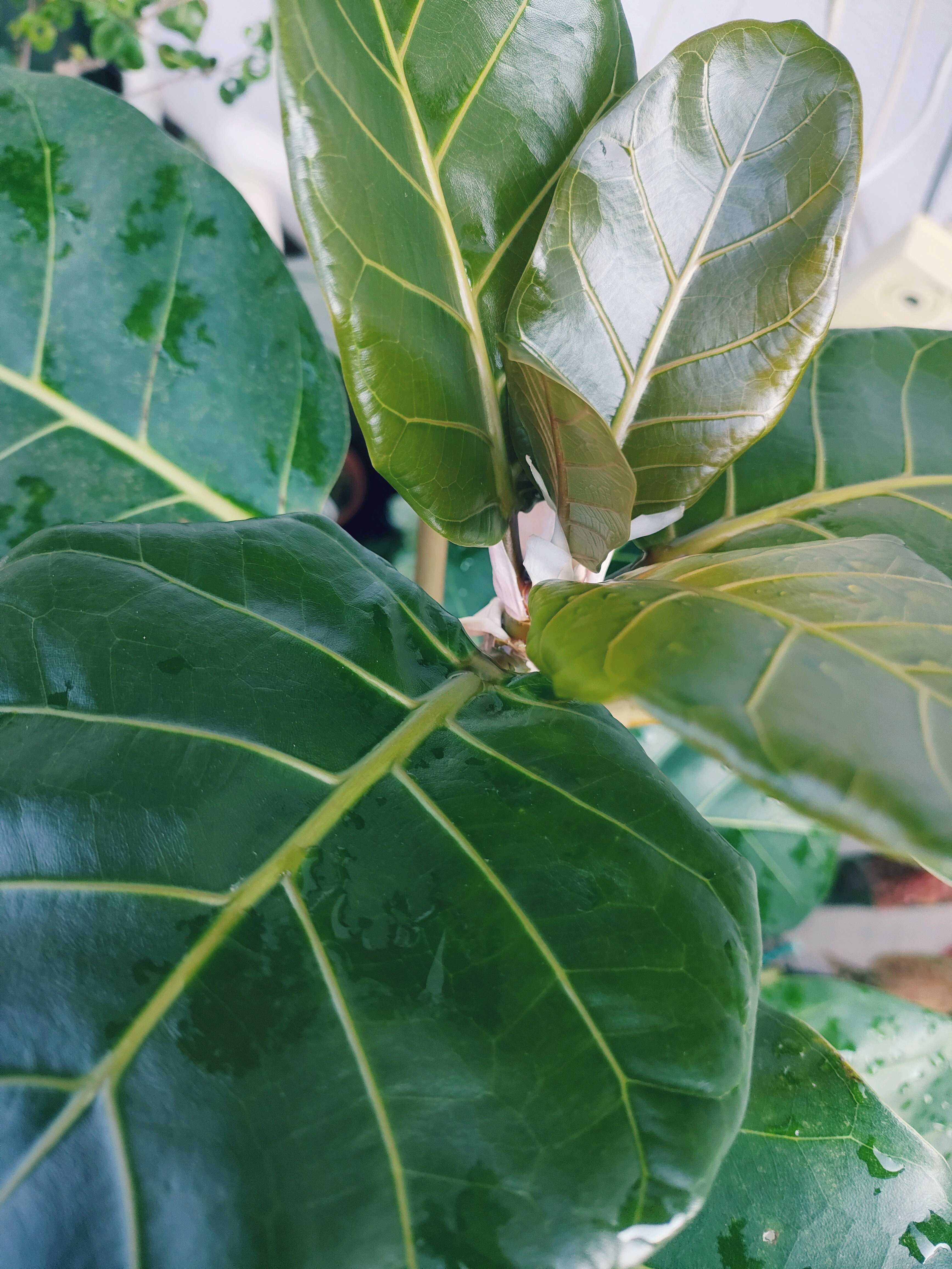 フィカス レリジオーサの一覧｜🍀GreenSnap（グリーンスナップ）