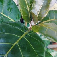 ゴムの木,インドボダイジュ,フィカス アフリカンプリンス,フィカス レリジオーサ,観葉植物の画像