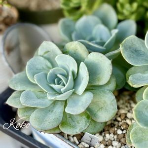 多肉,セダム アトランティス,多肉植物,癒し,多肉のある暮らしの画像