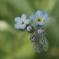 キュウリグサ,ハハコグサ,トキワハゼ,ツメクサ,山野草の画像