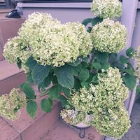 ライム,アナベル,紫陽花 アナベル,アナベル  紫陽花の画像