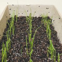 青紫蘇,葉ネギ,観葉植物,家庭菜園の画像