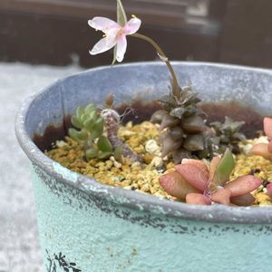 桜吹雪,桜吹雪,アラクイノデス,多肉植物の花芽,レモンの木！の画像