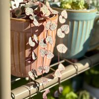 ハートカズラ,多肉植物,成長が楽しみ,ベランダの画像