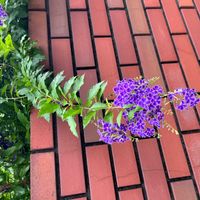 デュランタ 宝塚の画像