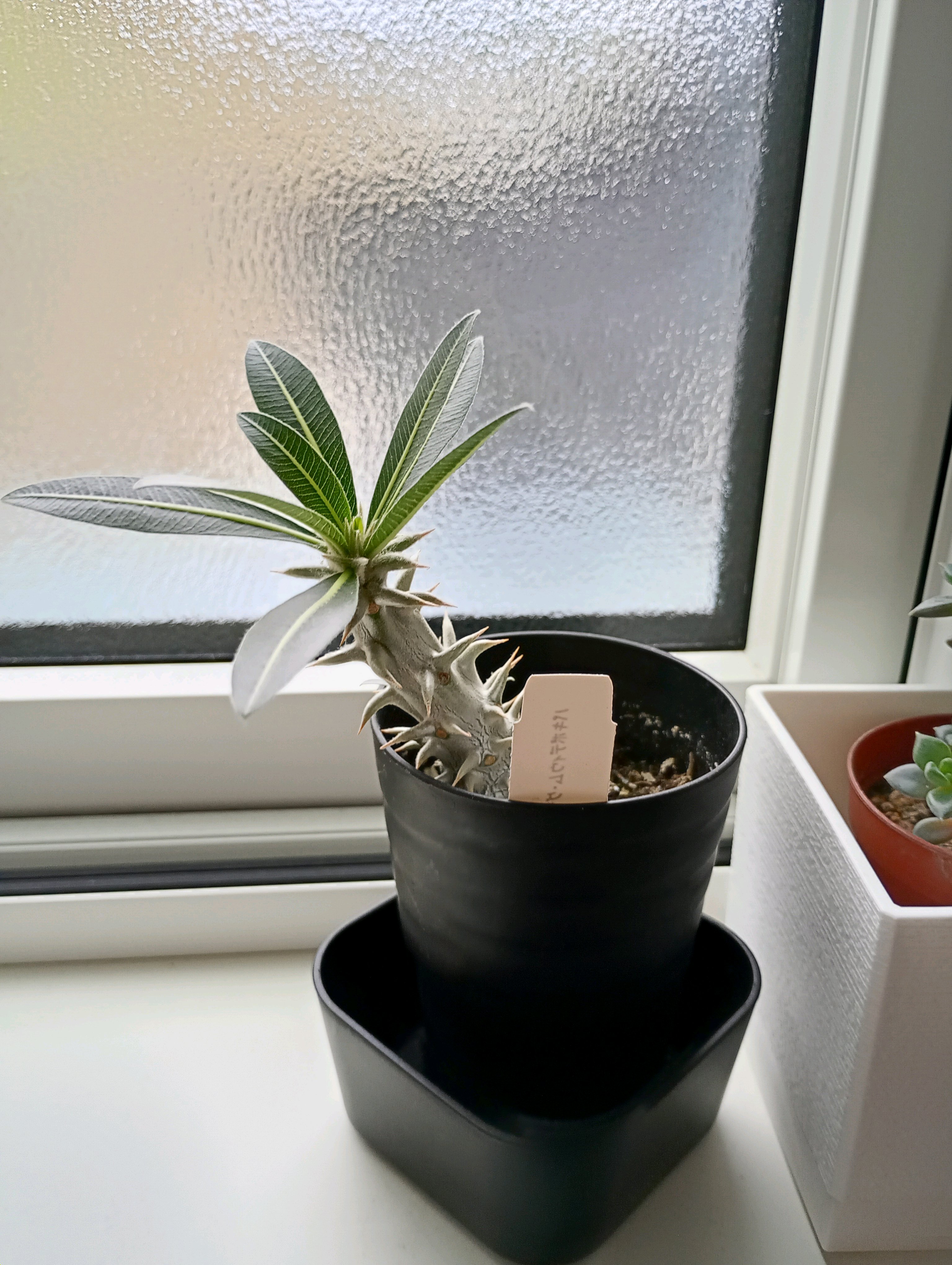 パキポディウムグラキリスホロンベンセ｜🍀GreenSnap（グリーンスナップ）