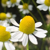 カモミール,カモミール,ジャーマンカモミール,ジャーマンカモミール,ハーブの画像