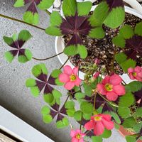 オキザリス・デッペイの画像