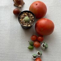 セッコク,トマト,イオナンタ,コノフィツム,チランジア アルビダの画像