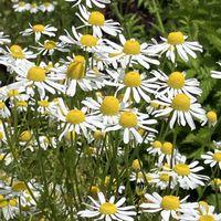 カモミール,ニゲラ,ヒナゲシ,キンミズヒキ,サルビアネモローサの画像