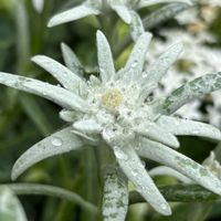 エーデルワイス,エーデルワイス,地植え,山野草,シルバーリーフの画像