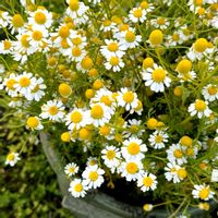 カモミール,ジャーマンカモミール,薬草,今日のお花,カミツレの画像