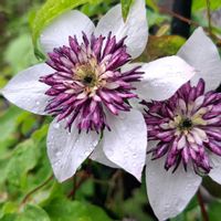 クレマチス,テッセン,クレマチステッセン,散歩,雨の日の画像