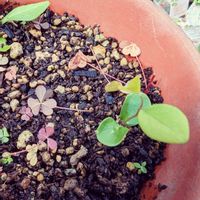 ハナズオウ,ハナズオウの芽の画像