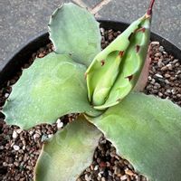 パイナップル,アガベ,怒雷神,アガベ実生,たねからの幸せの画像