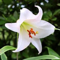 ユリ,ササユリ,笹百合,山野草,白い花の画像