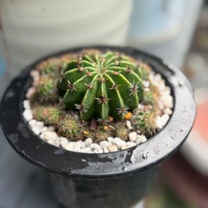 エキノプシス 短毛丸,短毛丸,ジャンク,ジャンクガーデン,シャビーの画像