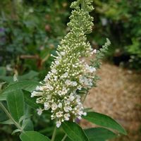 ブッドレア,ブッドレア アルバの画像