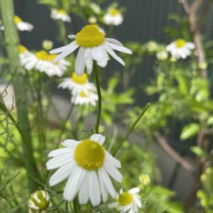 ジャーマンカモミール,ハーブティー,庭の画像