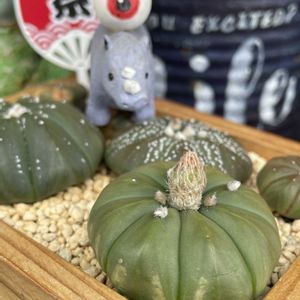 アガパンサス,デビー,瑠璃兜,オウンスロー,ダイソー多肉の画像