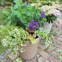 チャイブ,アイビー,クローバー　ティントワイン,セダム トリカラー,リシマキア ヌンムラリア オーレアの画像