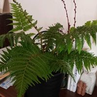 ヘゴ,キアテア　クーペリーの画像