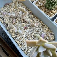 朧月,月美人,薄氷,ベランダトマト,多肉植物の画像