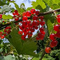 フサスグリ,ご近所,地域内の画像