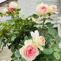 ギボウシ,パイナップルミント,イングリッシュラベンダー,ディスタント・ドラムス,パシュミナの画像