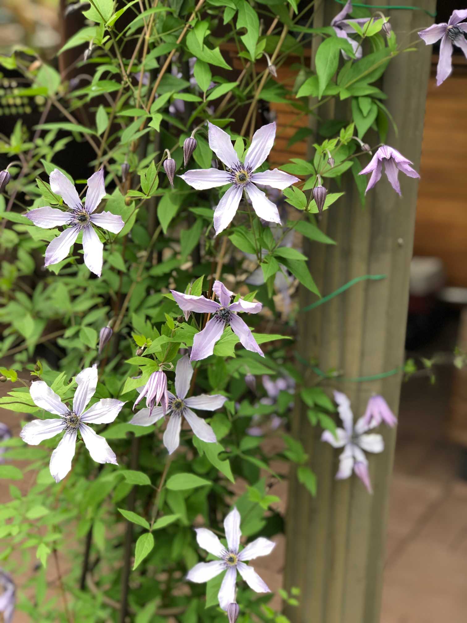 植え替え済 クレマチス 流星 正規品 【公式通販】