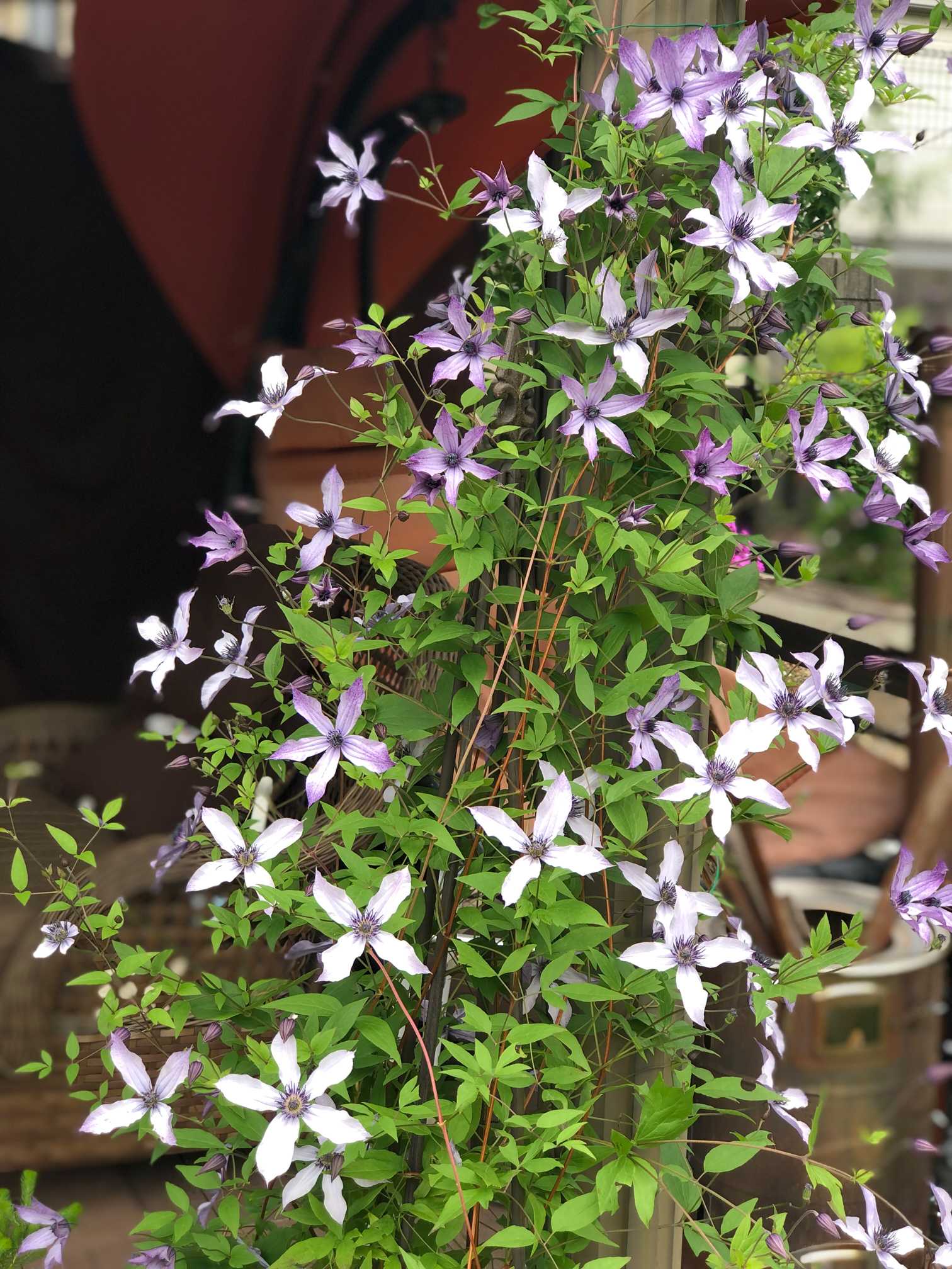 クレマチス 流星の栽培｜🍀GreenSnap（グリーンスナップ）