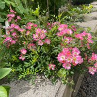ノイバラ,ノイバラ,花いろいろ,小さな庭の画像
