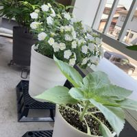 カリブラコア,ナギ,ミニひまわり,小夏,ミニひまわり(小夏)の画像