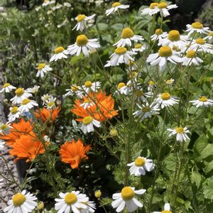 カモミール,カモミール,ハーブティー,今日のお花,とにかくGS 楽しもう！の画像