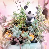 カモミール,セダム,セダム,虹の玉,ビアホップ の画像