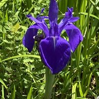 カキツバタの画像
