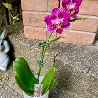 バーベナ,ペチュニア,ミニ胡蝶蘭,サフィニア,ユーカリ ベイビーブルーの画像