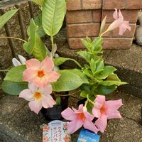 カリブラコア,マンデビラ,ミリオンベル,サンパラソル,サンパラソル ミルキーピンクの画像