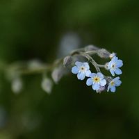 コウリンタンポポ,ハルザキヤマガラシ,オオハナウド,ヒレハリソウ,ノハラムラサキの画像