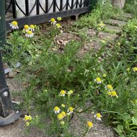 ジャーマンカモミール,ジャーマンカモミール,庭づくり,今日のお花,庭の画像