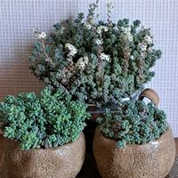 パープルヘイズ,ダシフィルム,百日紅,白粉花,白粉花の画像