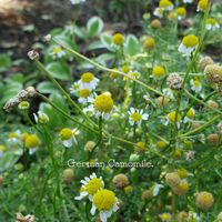 カモミール,カモミール,ジャーマンカモミール,過去pic,今日のお花の画像