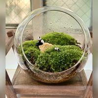 ツツジ,苔(コケ),苔テラリウム,苔好き,和歌山の画像