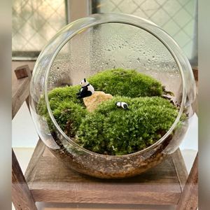 ツツジ,苔(コケ),苔テラリウム,苔好き,和歌山の画像