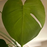 モンステラ,観葉植物,初心者,ダイソー産,害虫駆除の画像