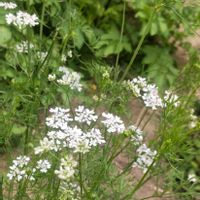 パクチー,かわいい,可愛い,白い花,癒しの画像